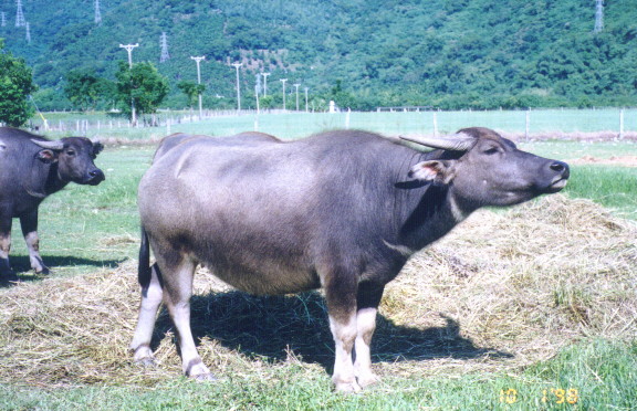 [Taiwan Gnu]